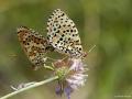 Melitaea didyma (Benekli İparhan)